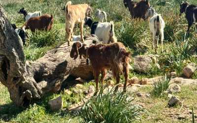 Wycieczka fakultatywna, Wycieczka Marathon Jeep Safari - Narodowy Park Akamas z Protaras