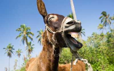 Wycieczka jednodniowa, Ja, tato i mama z Pafos do farmy osiołków