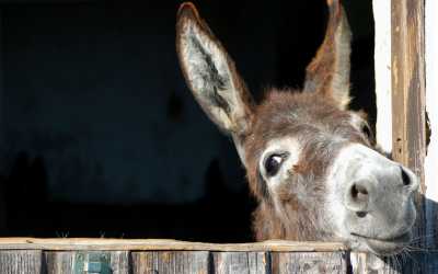 Wycieczka jednodniowa, Ja, tato i mama z Pafos do farmy osiołków